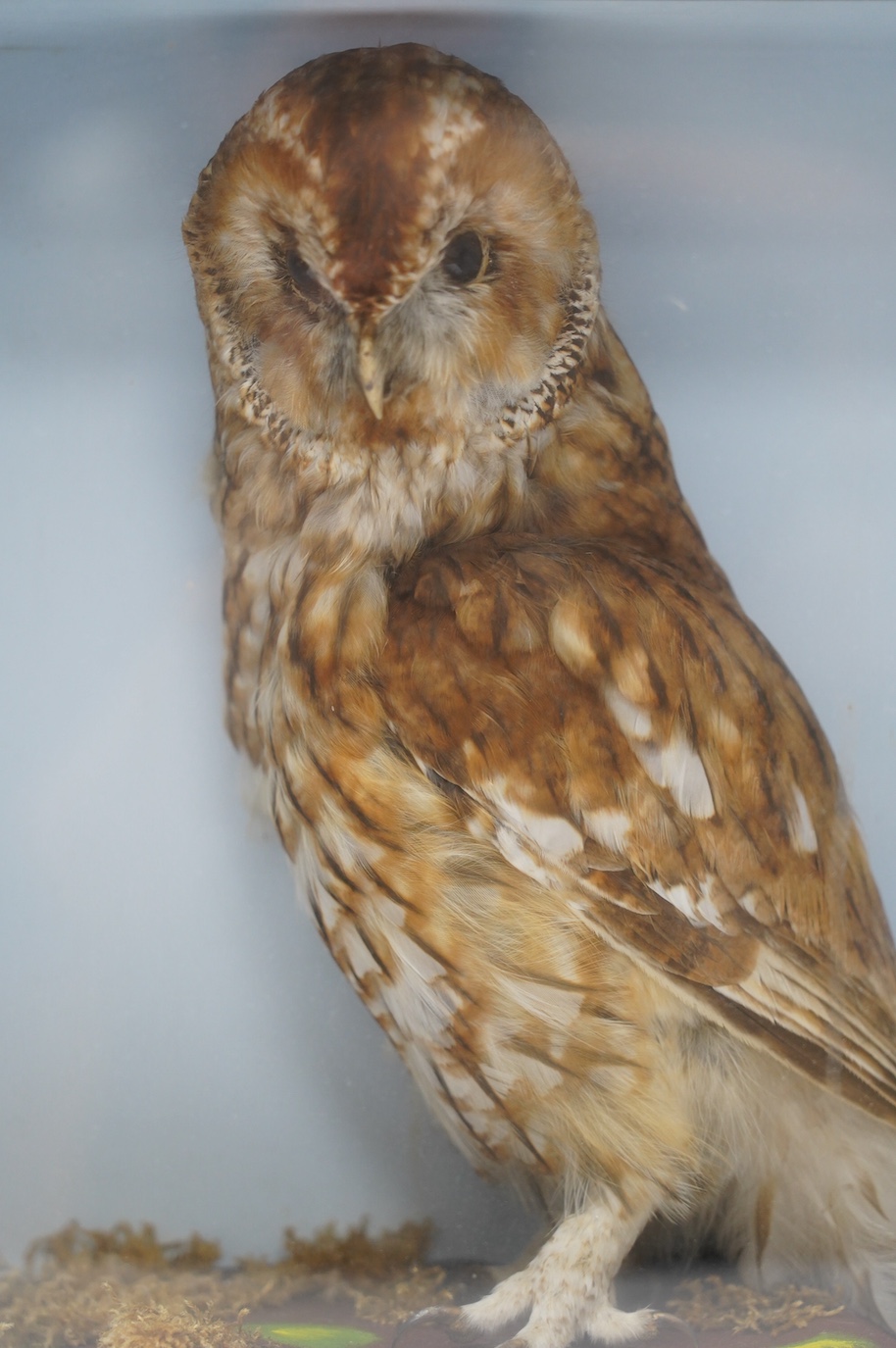 A cased and glazed taxidermy tawny owl, 41.5cm tall. Condition - good